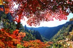 Mùa lá đỏ ở các vườn quốc gia Hàn Quốc