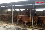 30 con bò bị giữ khi "nghênh ngang" trên quốc lộ 1A