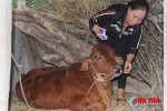 Dịch lở mồm long móng gia súc ở Hương Khê diễn biến phức tạp