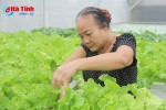 [Video] “Mướt mắt” vườn rau thủy canh 350m2 của cụ bà U70 ở Hà Tĩnh