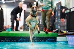 [Photo] Đặc sắc cuộc thi chó đẹp thế giới năm 2017