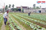 Những nông dân Hà Tĩnh "hái ra tiền" từ trồng rau vụ đông