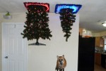 Chết cười với những cách bảo vệ cây thông Noel khi nhà nuôi thú cưng