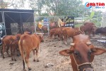 TP Hà Tĩnh: 40 con bò thả rông trên phố bị "gom" về phường