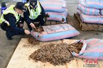 Trung Quốc bắt vụ buôn lậu vảy tê tê cực lớn