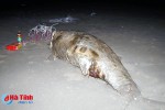 Phát hiện xác cá "khủng" dạt vào bờ biển, ngư dân làm lễ chôn cất
