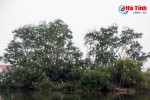 [Video] Độc đáo đảo cò giữa lòng thành phố Hà Tĩnh