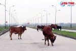 Trâu bò vẫn “tung tăng” trên lòng lề đường Nam cầu Cày!