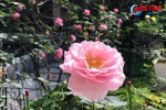 “Lạc lối” trong vườn hồng đẹp tựa châu Âu của cô giáo Hà Tĩnh