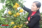  Vũ Quang sẽ thu hàng trăm tỷ nhờ cam được mùa, giá cao
