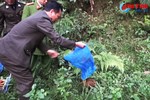 Thả 15 cá thể cầy và rùa đất về lại rừng Hương Sơn