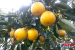 Video: Ngất ngây vườn cam gần 30 tấn quả chờ thu tiền tỷ
