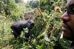 Loài khỉ đột núi ở Rwanda đứng trên bờ vực tuyệt chủng