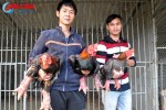 Nông dân Hà Tĩnh “ém” lợn rừng, gà Đông Tảo chờ bán Tết