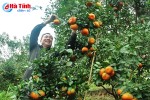 Video: Mê mẩn những vườn cam bù chín mọng ở Sơn Trường