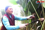 Video: Làng lá dong có tiếng ở Hà Tĩnh "hối hả" vào vụ Tết
