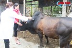 Can Lộc: Một xã có 9 con trâu bò "dính" bệnh lở mồm long móng