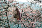 Bộ ảnh phim tuyệt đẹp về cao nguyên đá Hà Giang mùa xuân