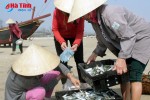 Ngư dân Kỳ Khang được mùa cá trích