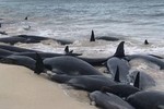 Hàng trăm con cá voi chết đồng loạt do mắc cạn tại Australia