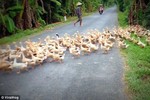 Báo Anh choáng với cảnh hàng nghìn con vịt nối đuôi nhau băng qua đường ở Việt Nam