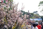 Người dân Thủ đô nô nức ngắm hoa Anh đào Nhật Bản khoe sắc bên hồ Gươm