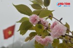 Hoa anh đào Nhật Bản khoe sắc trên cửa khẩu Cầu Treo - Hà Tĩnh