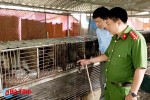 Phát hiện cơ sở nuôi nhốt trái phép động vật hoang dã số lượng lớn tại TP Hà Tĩnh