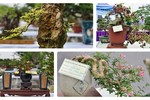 Ngắm bonsai mini giá đắt đỏ