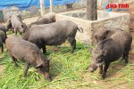 Vợ chồng trẻ nuôi lợn rừng, thu lãi "khủng"