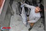 Ngư dân Hà Tĩnh thu hơn 540 tỷ đồng từ vụ cá Bắc