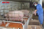 Tổng đàn lợn thịt vượt 3 lần quy mô được chấp thuận đầu tư