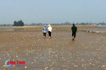 Nghêu, sò tại vùng biển Cẩm Xuyên chết hàng loạt do sốc thời tiết