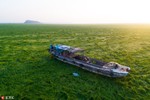 Hạn hán biến hồ nước ngọt lớn nhất Trung Quốc thành đồng cỏ