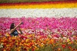Ngắm cánh đồng hoa mao lương đầy màu sắc ở California, Mỹ