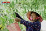 Những vườn mướp đắng "hái bạc" của nông dân Cẩm Xuyên