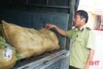 Phát hiện hơn 300 kg da lợn trên xe tải không rõ nguồn gốc