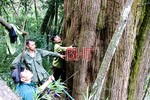 Phát hiện cây pơ mu gần 1.000 năm tuổi tại Vườn quốc gia Vũ Quang