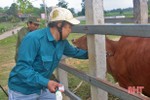Vũ Quang tiêm vắc-xin cho 11.526 con trâu bò