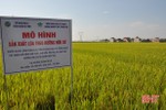 Sản xuất lúa hữu cơ, nông dân lãi thêm gần 5 triệu đồng/ha