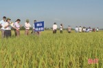 Cẩm Xuyên đánh giá kết quả sản xuất thử nghiệm lúa thuần Lam Sơn 8