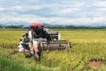 Nông dân Hà Tĩnh rộn ràng thu hoạch lúa xuân