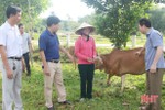 Hỗ trợ mua 20 con bò giống cho hộ nghèo Vũ Quang