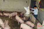 Giá lợn đạt "đỉnh", nông dân Vũ Quang vẫn đề phòng "chạm đáy"