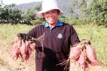 Thu hàng trăm triệu đồng từ trồng khoai lang đỏ