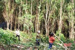 6 tháng, trồng rừng sản xuất chỉ đạt 15,8% kế hoạch
