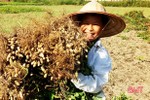 Mùa lạc “vui” trên đồng ruộng Lộc Hà