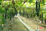 Nông dân Tượng Sơn trồng bí xanh ước thu 14 tỷ đồng