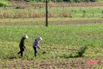 Chậm thời vụ, nhiều diện tích cây trồng cạn ở Hương Sơn nguy cơ bỏ hoang
