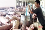 Tái đàn chăn nuôi lợn: Cẩn trọng kẻo dẫm lên vết xe đổ!